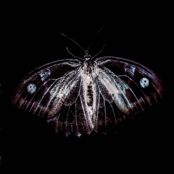 Phill Niblock, Franck Vigroux, Kasper T Toeplitz - BestiaIRE
