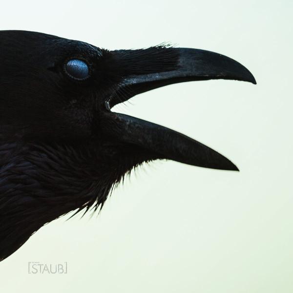  - Staub 004